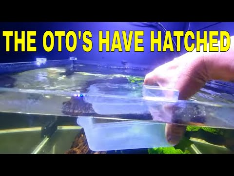 How To Breed Otocinclus Part 3 Hi. All the otocinclus eggs have hatched!
Join me for part 3