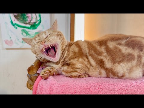 猫に癒される日々。