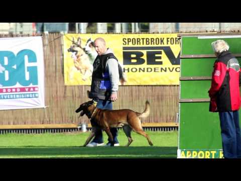 NIK 2016 Rob Storm Meisterhaft Macho Obedience 82 P