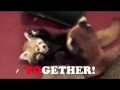 Red Panda Cubs, Vol. 1