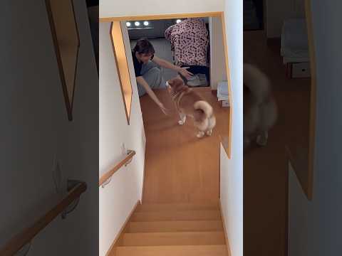 柴犬福と姉の再会シーン：笑顔と愛らしさ満載の動画 サムネイル