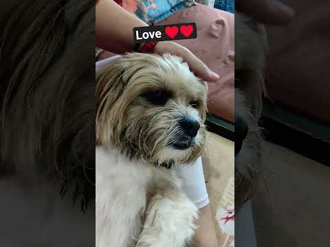 dog #pets #cute #love #trending #ytshorts