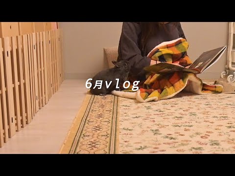 【Short version】和兔子一起住在北海道的獨居生活日常
