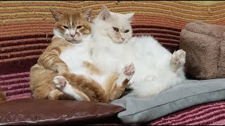 動画サムネイル