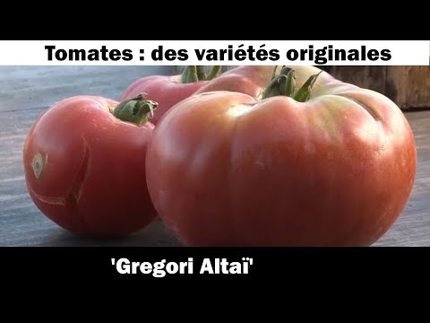 La tomate ' Gregori Altaï' : culture et recette