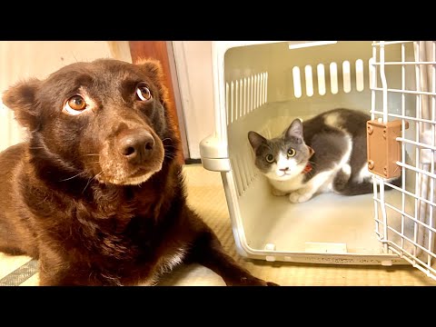 猫の動画サムネイル - 久々に再会して気づいた”変化”。うちの子の健康ちゃんと守れてたのかな