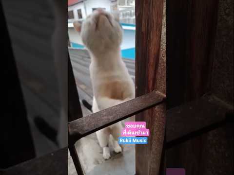 มานั่งตากฝนรอทุกวัน#แมวขออาหาร#หน้าซีกกั๊บ#แมว#แมวน่ารัก#คลิปแมว#Feeding#Cat#CatLovers#RukiiMusic