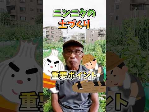 家庭菜園や農園のニンニク栽培は肥料を沢山入れて土作り！【農家直伝】#shorts