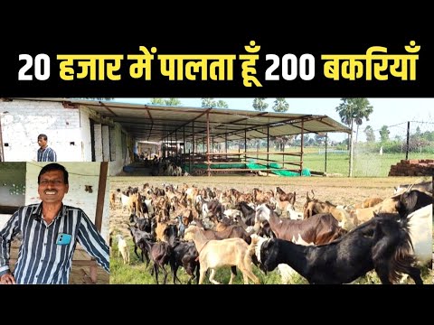 गोरखपुर में 200 बकरियों वाला शानदार बकरी फार्म | Goat Farming