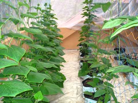 Govind Greenhouse Construction, Pune, Greenhouse Services