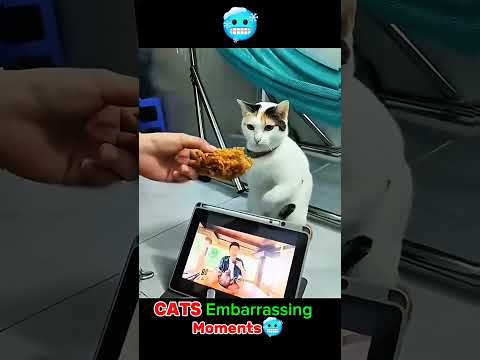 Cat's Embarrassing Moments 🥶 #cat #cutecat #funnycat #catlovers