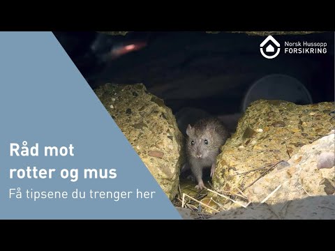 Slik unngår du rotter og mus | Tips og råd