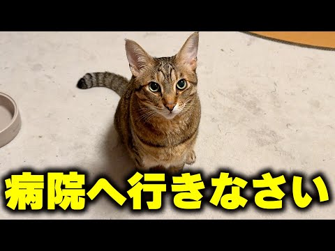 調子が悪いのに病院へ行こうとしない飼い主を、猫たちが叱りつけにきました。