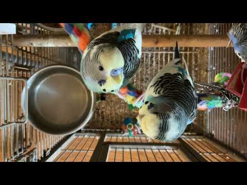 The boys cage of budgerigars 