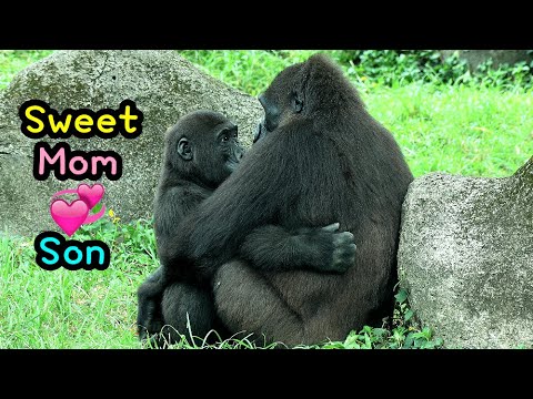 台湾台北市立動物園のゴリラ親子のほっこり育児風景 サムネイル