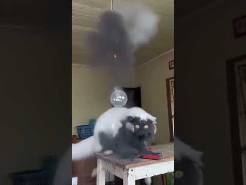 AI meresahkan 😂 #kucinglucu #funy #funnyvideo #kucing