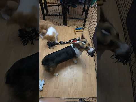 Noriandgimli day time play time!