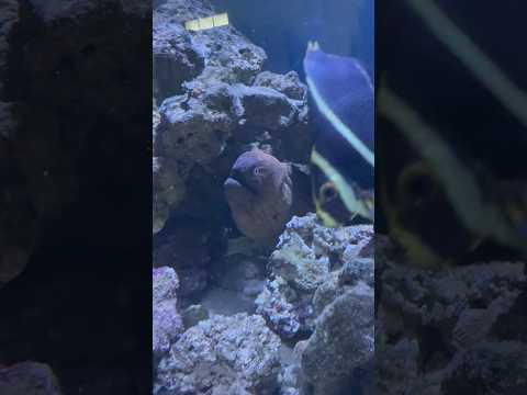 Yellow Edge Moray Eel 