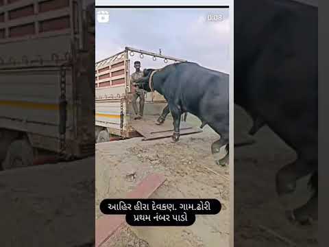 #sorts #banni #bull #😍❤️❤️