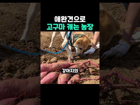 애완견으로 <strong>고구마</strong> 캐는 농장