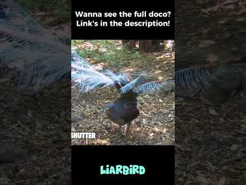 Lyrebird vs. Human Noise: How This Bird Became the Forest's Living Black Box!