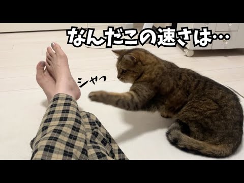 【猫パンチ】ママの足をとんでもないスピードでパンチしてしまう猫…