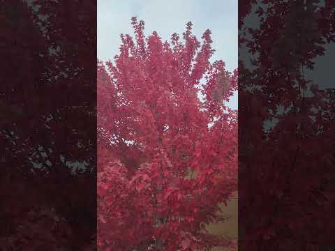 fall season beautiful tree 🌳