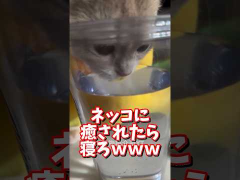 猫の動画サムネイル - ネッコの動画で癒されたら寝ろｗｗｗ　#2ch  #動物  #猫 #癒やし #ねこ動画　#おもしろ