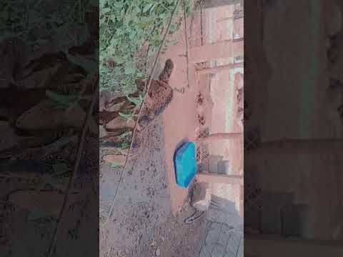 #tollywood #music #viral #trending #nature #telugu #villagelife #agriculture #automobile #farming