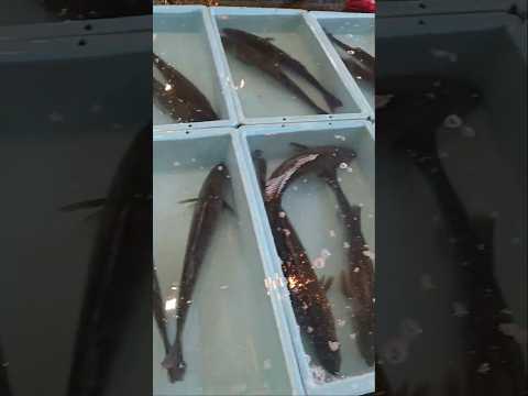 あっちもこっちもスズキ❗️2025年11月24日の片名市場の様子 #へんな魚おじさん #片名市場