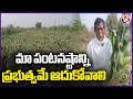 Maize Crop Damaged Due To Heavy Rains In Nirmal District | V6News