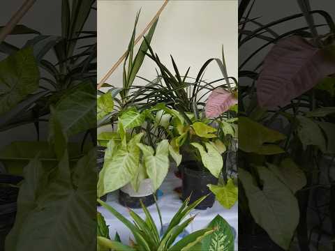 Plants decor in my garden 🏡 #nature #houseplants #ytshorts #gardening