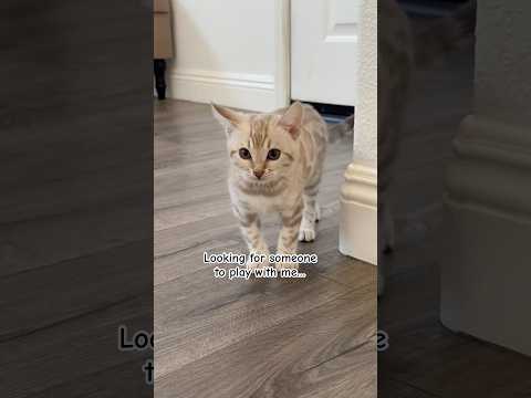 Can you play tag with a kitten? #cat #cute #kitty #catplay