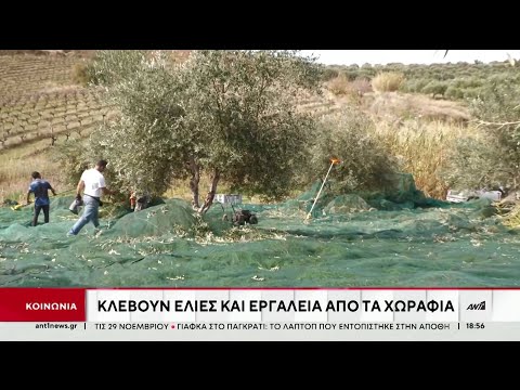 Ελιές: Μάστιγα οι κλοπές από τα δέντρα