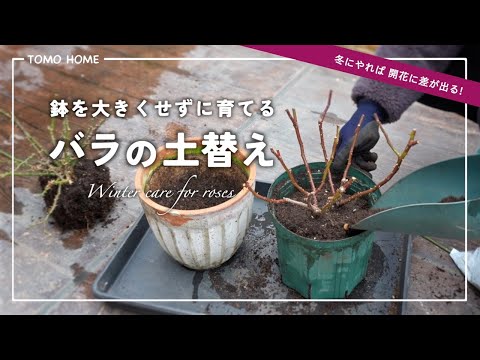 【鉢はそのまま！】冬にやるべき簡単なバラの土替えの方法【たくさん咲く】