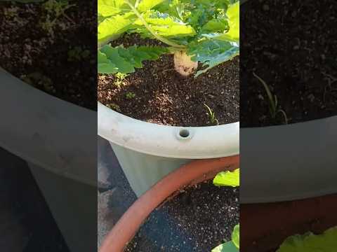 🌱家庭菜園🌱大根👀！菊菜もキヌサヤ🫛出て来ました😃