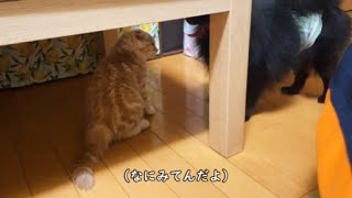 子猫とわんこのたわむれがかわいすぎて笑えるw