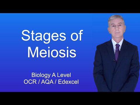 A Level Biology Revision “Stages of Meiosis”.