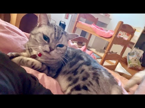 猫の動画サムネイル - まるで恋人のように当然のように悪い顔のように枕元にいる猫。