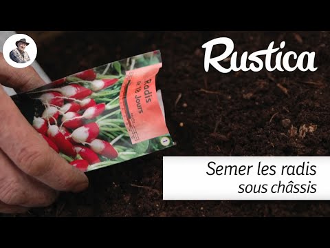 Semer des radis sous châssis sur une couche chaude