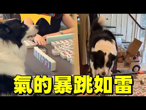 邊牧軟軟打麻將還是太年輕,從贏變輸氣的暴跳如雷 #边牧打麻将 #funny #pets #games