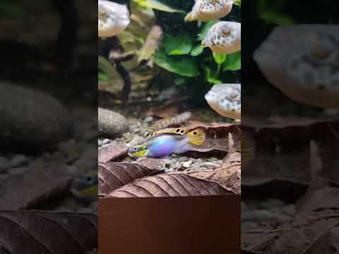 Aquarium Maintenance #shorts Maintenance things at the pufferfish tank 🐡

#tetraodon #schoutedeni 
#pufferfish #congo 
#africa
