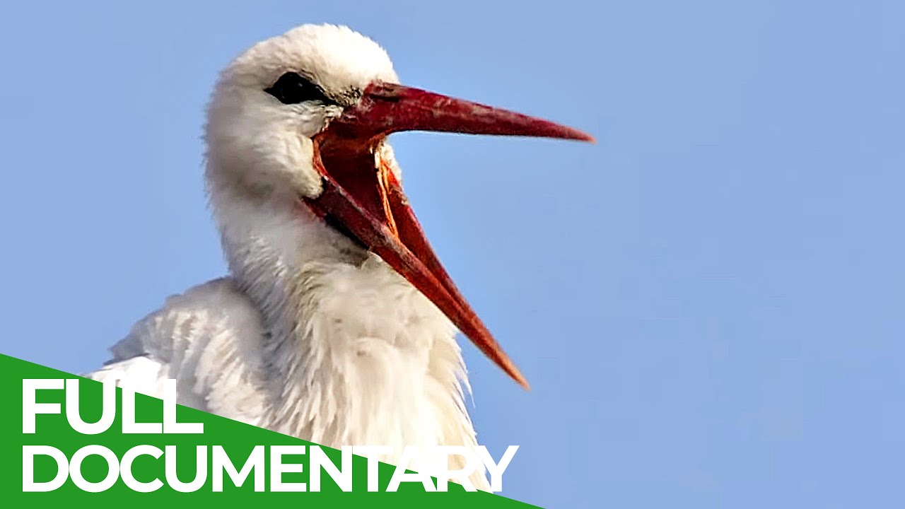 Amongst Storks - One Summer in Germany's Stork Capital | Free Documentary Nature