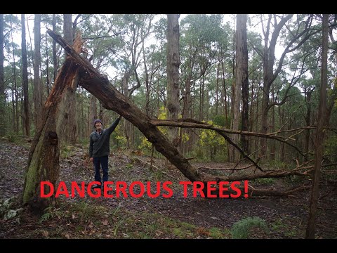 Why camping under eucalyptus trees is a bad idea ep 69