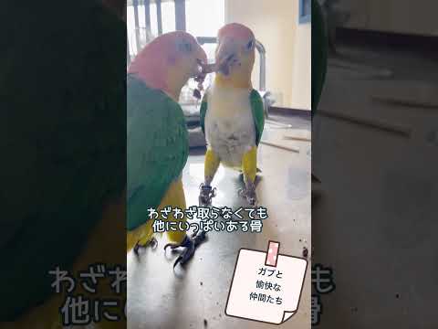 シロハラインコの噛む力すごー#シロハラインコ#caique#噛まれたらヤバい