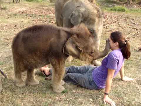 Бебе слонче и ја бара сурлата на жената