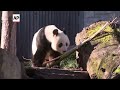 Chinese premier Li visits Adelaide zoo home to giant pandas on loan from China  - 01:12 min - News - Video