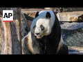 Chinese premier Li visits Adelaide zoo home to giant pandas on loan from China