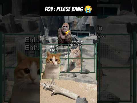 Pov : Mau Kabur Loe yah 😂 #meme #cat #kucing #animation #funny