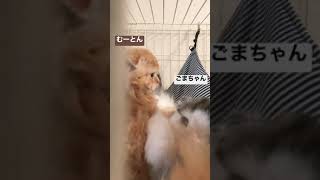 ハンモックで遊ぶ子猫たち